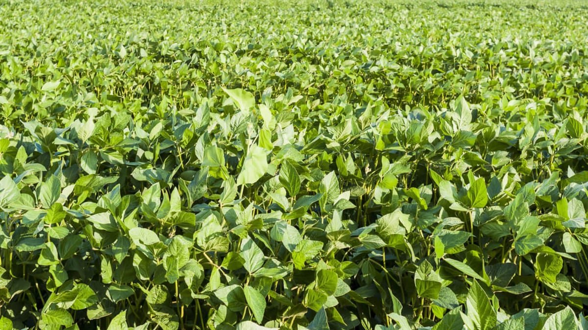 Farmers Destroy Standing Soybean Crops In MP; Reason, Falling Prices Of Produce, Rising Costs Of Crops