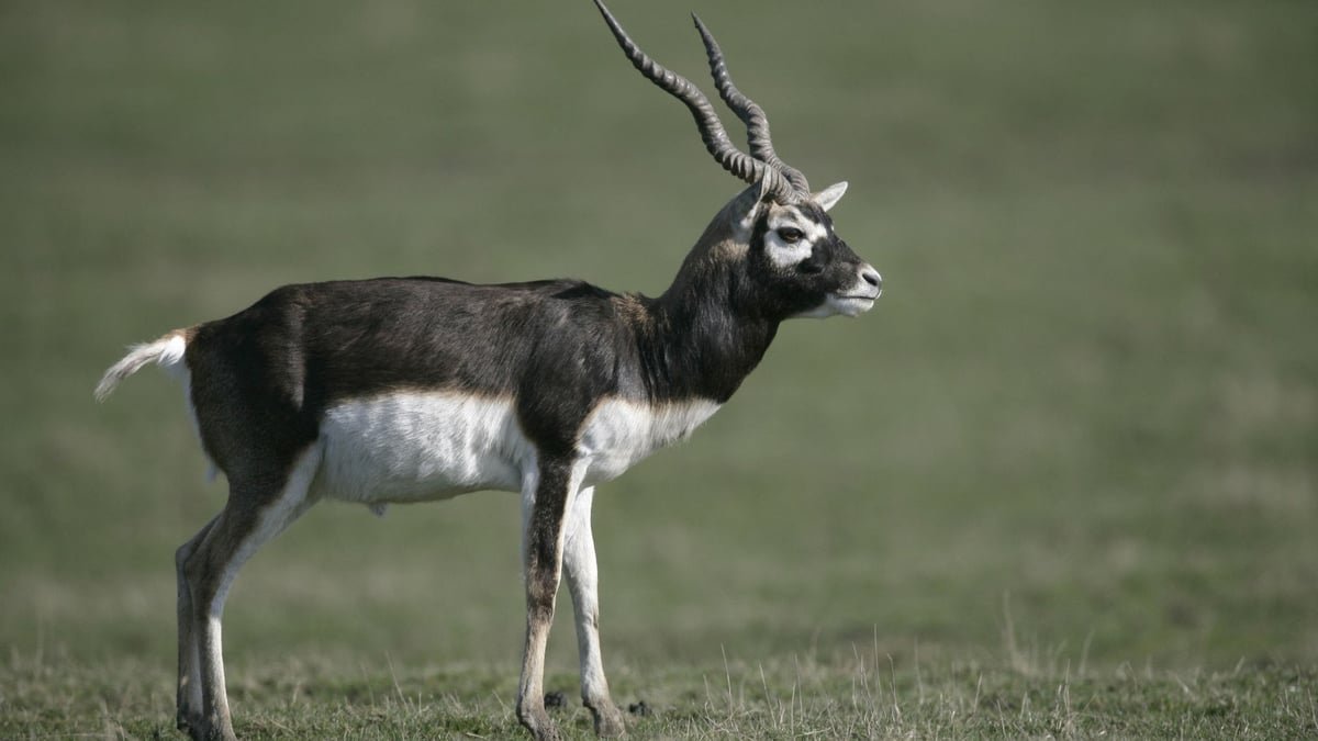 Blackbuck Found Dead Near Bhopal; Poaching Suspected In Second Case Within Six Months