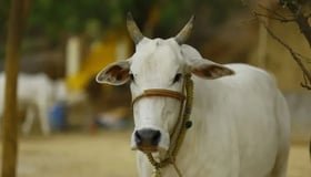 Maharashtra: VHP Welcomes Govt’s Order Declaring Cows As ‘Rajya Mata’, Requests No Action Against Bajrang Dal Cow Vigilantes