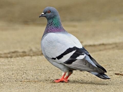 Indore: Man Booked For Shooting Pigeon