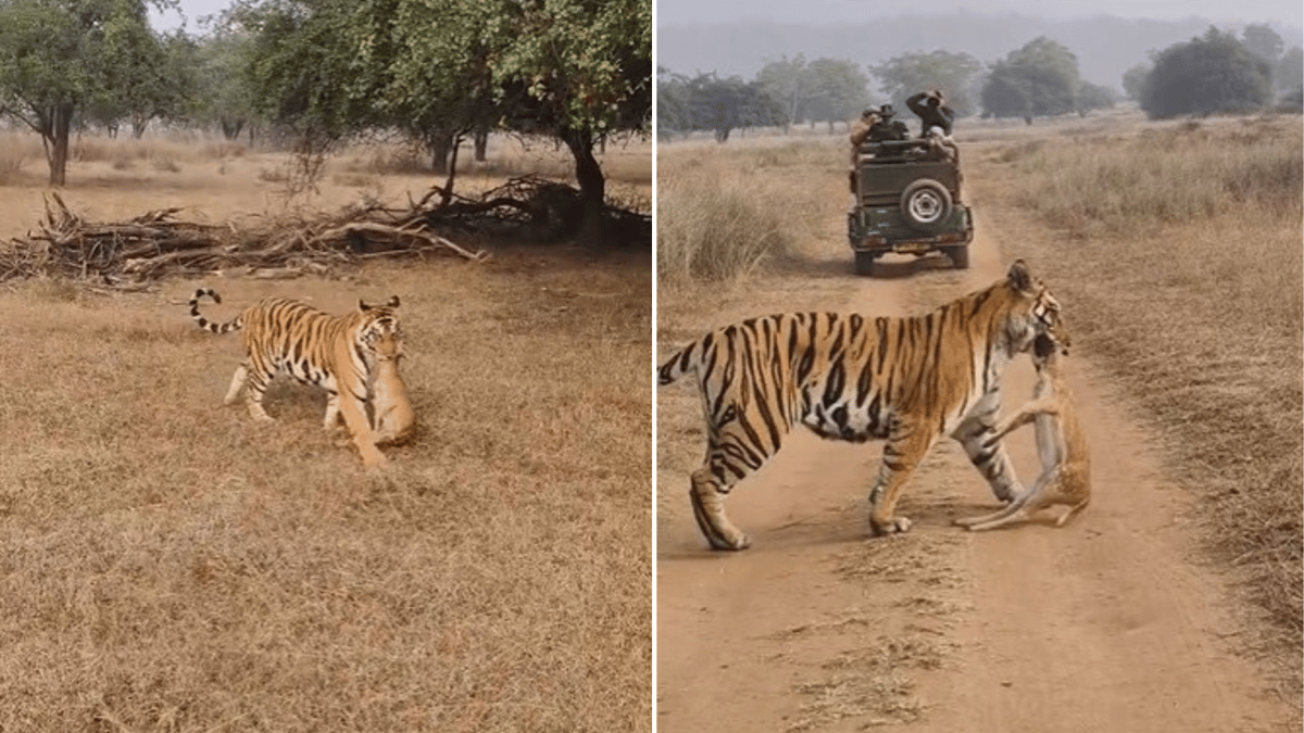 VIDEO Viral: Tiger Spotted Hunting A Deer At Panna Tiger Reserve; Leaves Tourists Thrilled