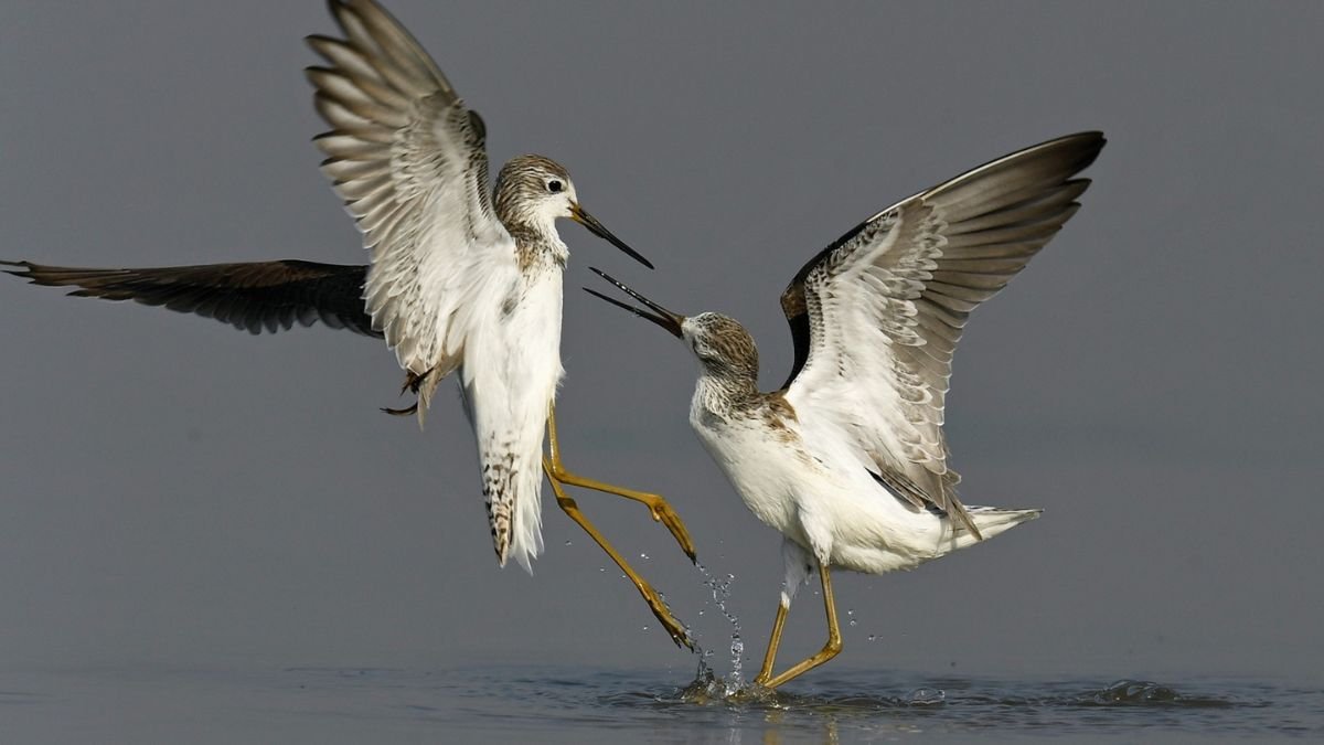 India’s First Coastal Bird Census Begins in Jamnagar