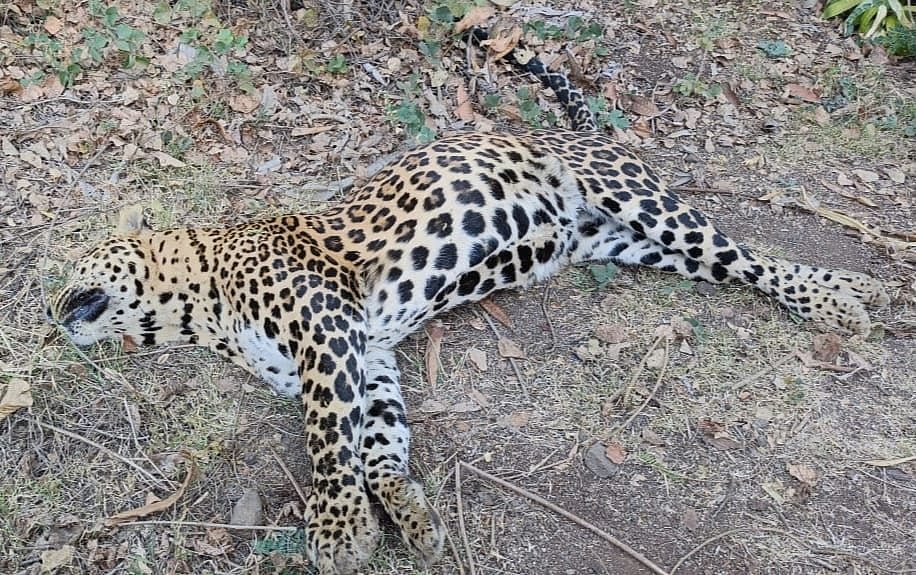 Dead Bodies Of Two Leopards Found In Nashik’s Adgaon Shiwar, Investigation Underway