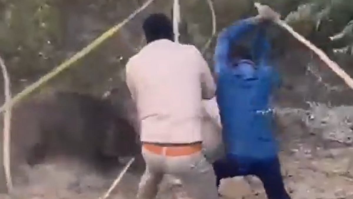 VIDEO: Wild Boar Attacks Forest Officer During Rescue Operation In UP’s Badaun, Dramatic Footage Goes Viral