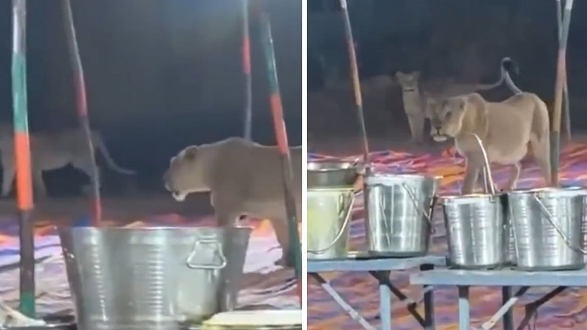 Uninvited Guests! Pride Of Lions Walk In Gujarat’s Junagadh Wedding Venue | VIDEO