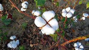 Jalgaon: Over 150 Ginning Factories In Khandesh May Shut Next Year, Warns Pradeep Jain